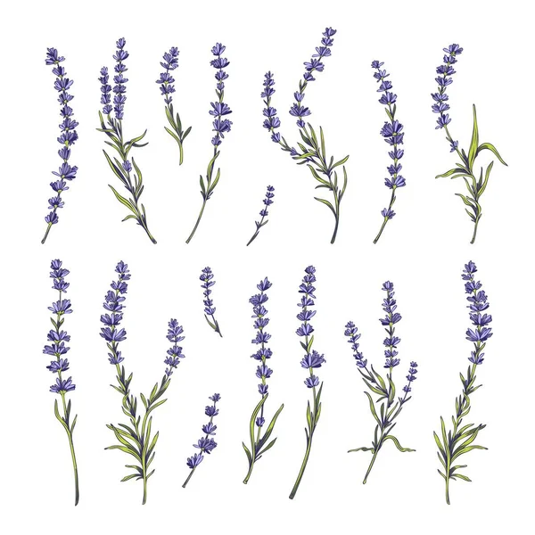 Provence Lavender Blooming Twigs Violet Flowers Set Hand Drawn Vector — Stockvektor