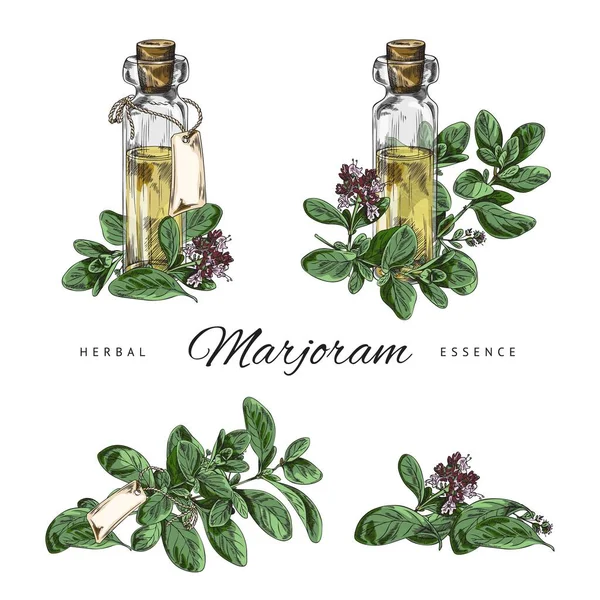 Marjoram Oregano Herb Aroma Oil Compositions Set Color Hand Drawn — vektorikuva