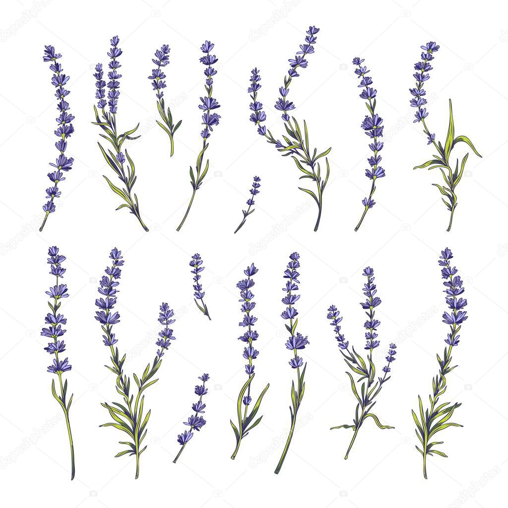 Provence lavender blooming twigs with violet flowers set, hand drawn vector illustration isolated on white background. Lavender plant branches collection.