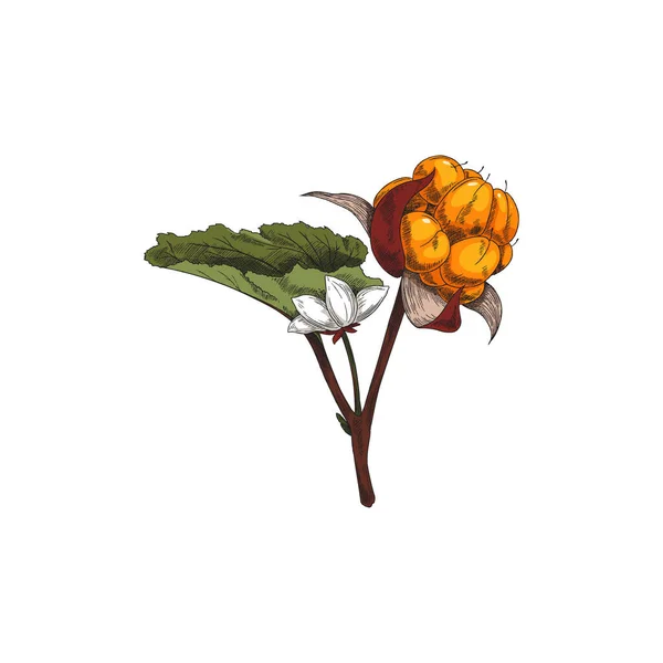 小枝の上のクラウドベリー単果と葉 白地に孤立した手描きベクトルイラスト ビタミンベジタリアン食品やスーパーフードのためのCloudberry画像 — ストックベクタ