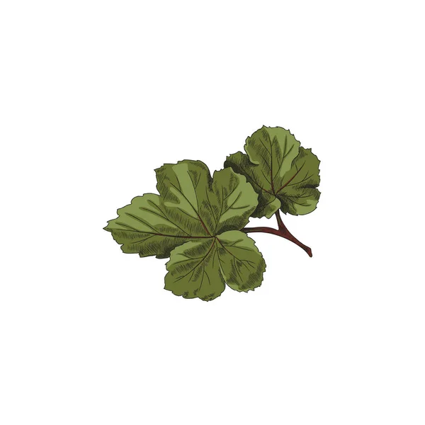 手描きのカラーベクトルイラストが白い背景に孤立しています Cloudberryの葉植物食品や飲料パックの詳細な画像 — ストックベクタ