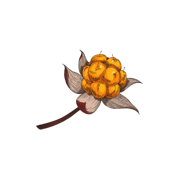Cloudberry Dojrzałe Świeże Pojedyncze Jagody Ręcznie Rysowane Kolor Wektor Ilustracji — Wektor stockowy