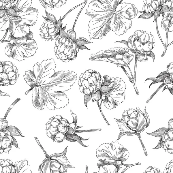 Cloudberry Plante Motif Sans Couture Croquis Vectoriel Illustration Sur Fond — Image vectorielle