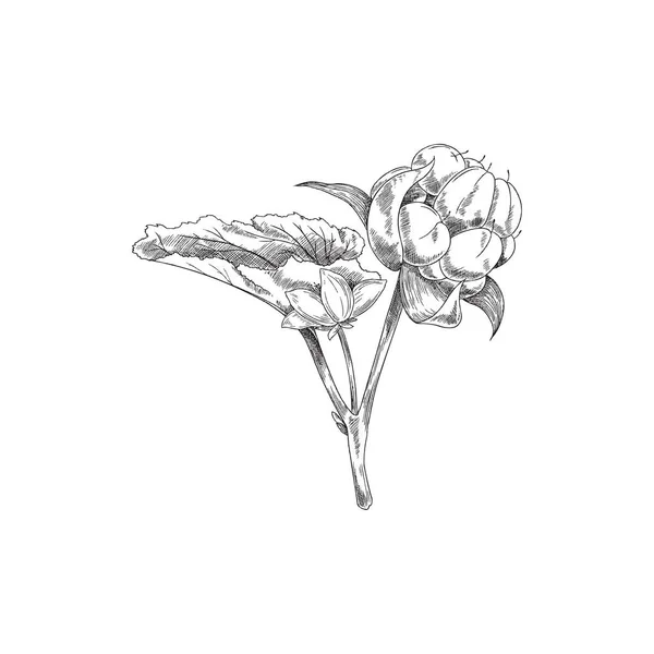 Клубничное Растение Листьями Гравировочной Текстурой Векторная Иллюстрация Белом Фоне Отделение — стоковый вектор