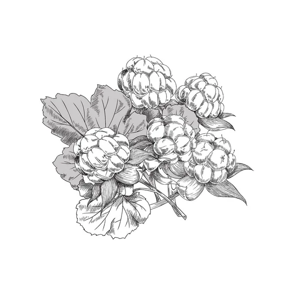 Cloudberry Keř Rostlinami Listy Skica Vektorové Ilustrace Izolované Bílém Pozadí — Stockový vektor