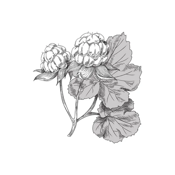 Yapraklı Cloudberry Çalılığı Beyaz Arka Planda Izole Edilmiş Çizimi Vektör — Stok Vektör