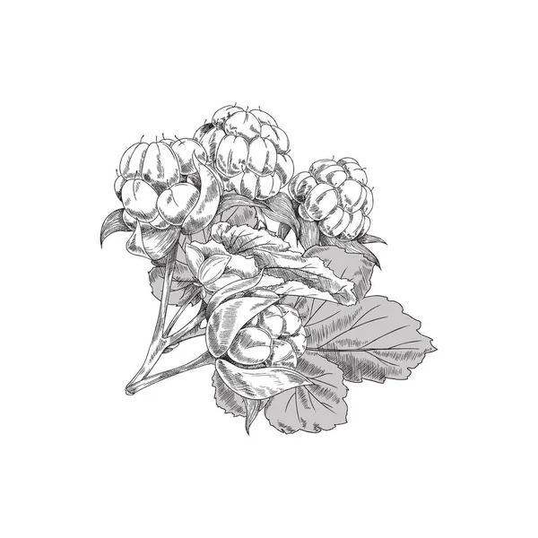 Cloudberry Símbolo Con Bayas Dulces Hojas Ilustración Vectorial Dibujado Mano — Archivo Imágenes Vectoriales