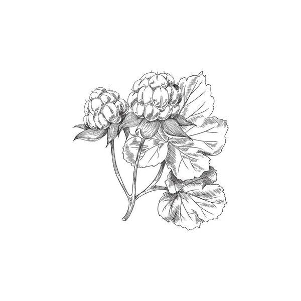 Böğürtlen Bitkisinin Yapraklı Çizimi Dalı Beyaz Arka Planda Izole Edilmiş — Stok Vektör