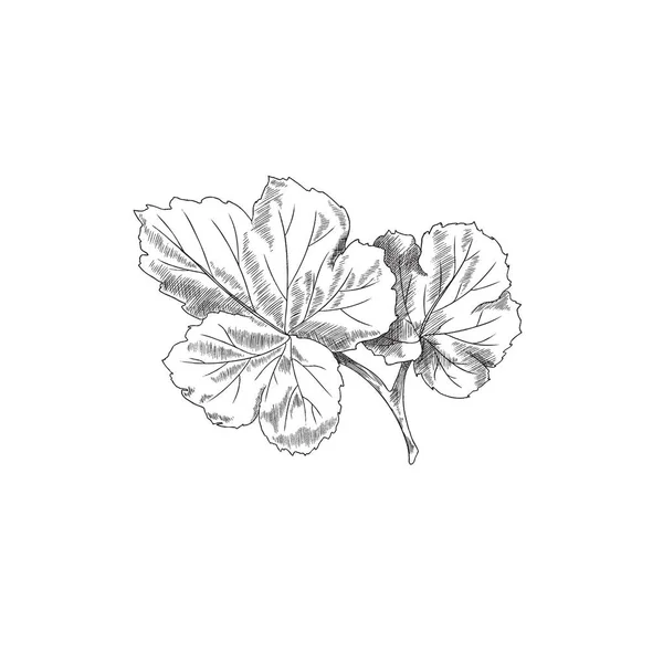Cloudberry Χέρι Ενός Φύλλου Που Χαράσσονται Χαραγμένη Διανυσματική Απεικόνιση Που — Διανυσματικό Αρχείο