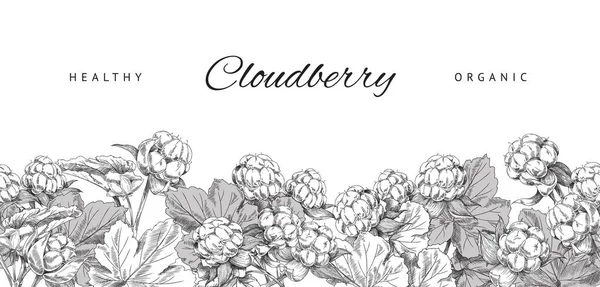 Bandiera Vegetale Sana Biologica Cloudberry Illustrazione Vettoriale Schizzo Sfondo Bianco — Vettoriale Stock