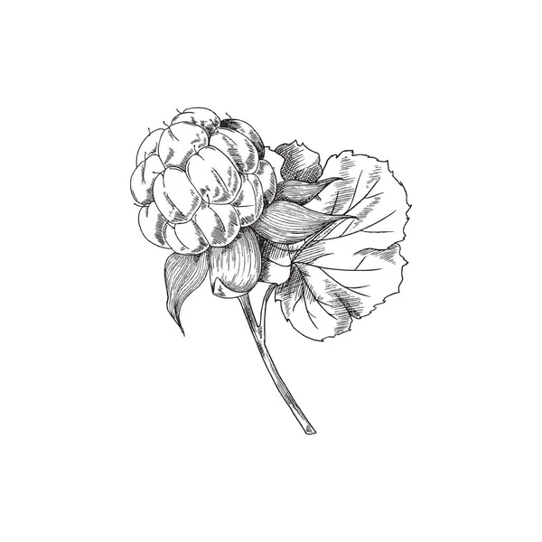 葉のスケッチスタイルで手描きのモノクロクラウドベリー 白い背景に隔離されたベクトルイラスト 有機彫刻植物 アウトラインデザイン要素 植物イラスト — ストックベクタ