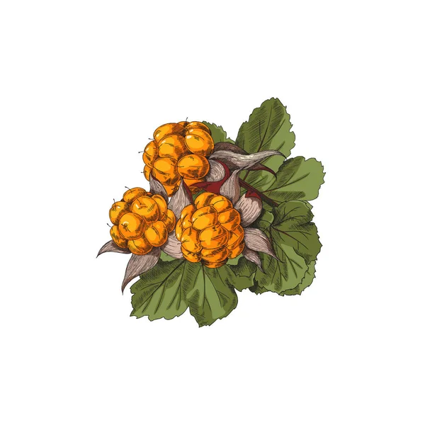 Ein Bündel Handgezeichneter Moltebeeren Mit Saftigen Früchten Und Blättern Skizzenvektorillustration — Stockvektor