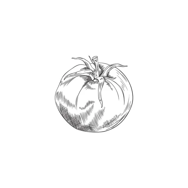 番茄全熟鲜果 古色古香素描 素描向量 白色背景分离 番茄红白手绘直线图像 — 图库矢量图片