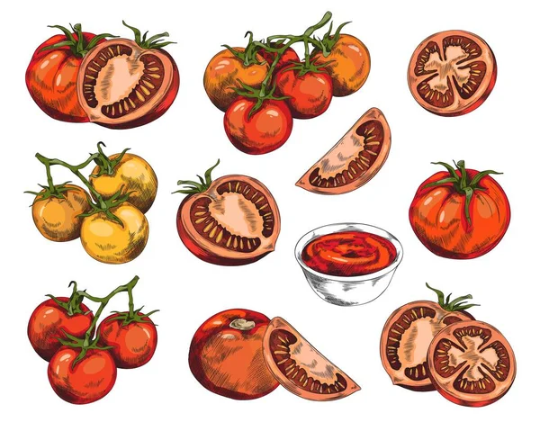 Zestaw Różnych Ręcznie Rysowane Pomidory Sos Stylu Szkic Ilustracja Wektor — Wektor stockowy