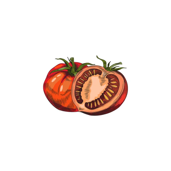 トマト全体と野菜の半分 手の白の背景に隔離されたヴィンテージスケッチスタイルのベクトルイラストを描いた 赤いトマトの果実の色のイメージ — ストックベクタ