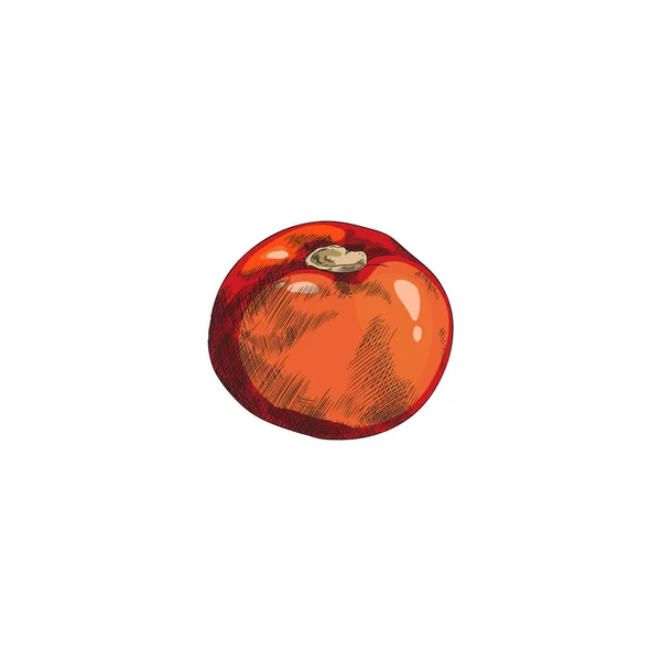 Tomate Rouge Entière Dessinée Main Sans Feuilles Style Croquis Illustration — Image vectorielle