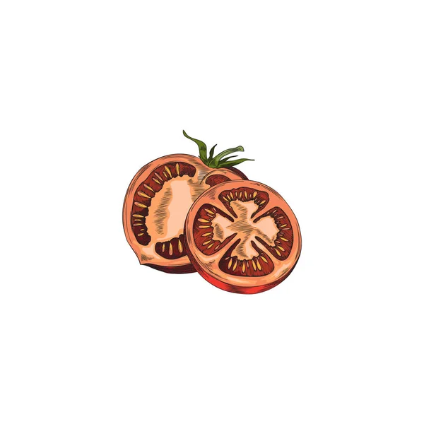手工绘制的红色西红柿 在白色背景上孤立的载体插图 菜片切碎 食物素描细腻 有机新鲜食物 — 图库矢量图片