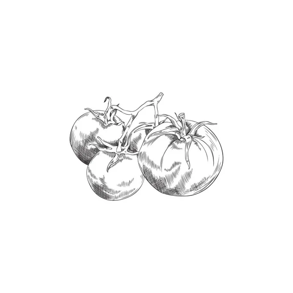 Ντομάτες Πολλά Φρούτα Ζωγραφισμένα Στο Χέρι Μονόχρωμη Διανυσματική Απεικόνιση Που — Διανυσματικό Αρχείο
