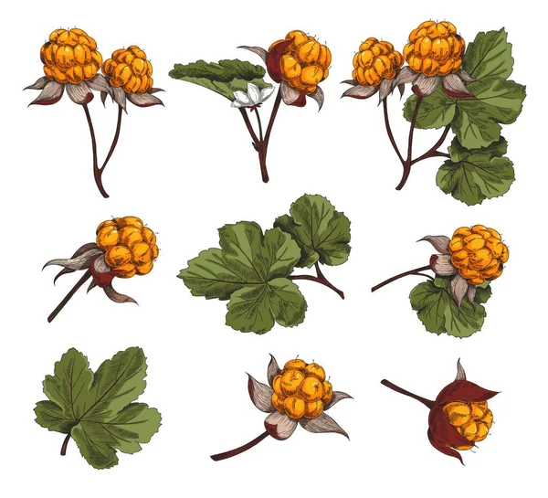 Cloudberry Früchte Und Blätter Der Pflanze Hand Gezeichnet Bunten Satz — Stockvektor