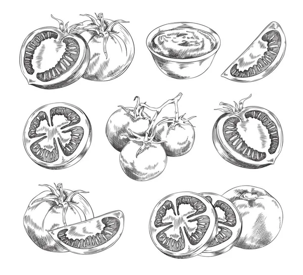 Zestaw Ręcznie Rysowane Pomidory Monochromatyczne Ilustracja Wektor Izolowane Białym Tle — Wektor stockowy