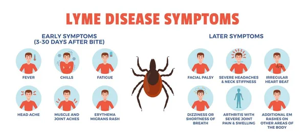 Infographic Met Ronde Pictogrammen Ziekte Van Lyme Symptomen Platte Stijl — Stockvector