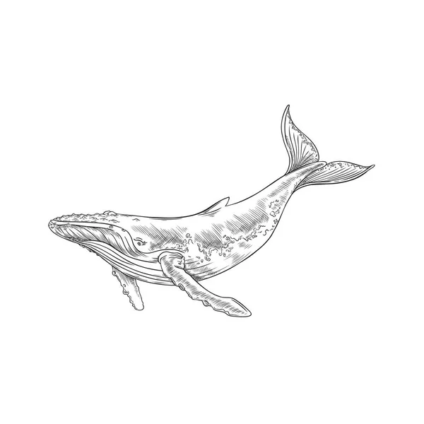 Χειροποίητο Μονόχρωμο Στυλ Σκίτσο Φάλαινας Διανυσματική Απεικόνιση Που Απομονώνεται Λευκό — Διανυσματικό Αρχείο