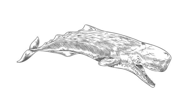 白地に隔離された手描きのスケッチスタイル ベクターイラストでキャシャロット海の哺乳類 モノクロ彫刻で巨大な水中生物 海洋動物図 — ストックベクタ