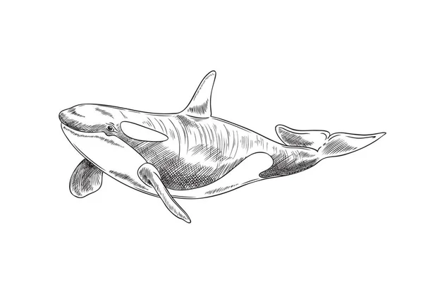Φάλαινα Θαλασσινό Ζώο Χαραγμένο Χαραγμένο Χέρι Στυλ Διανυσματική Απεικόνιση Που — Διανυσματικό Αρχείο