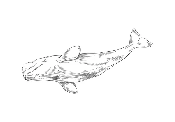 Velryba Mořské Zvíře Vintage Ručně Kreslené Vektorové Ilustrace Izolované Bílém — Stockový vektor