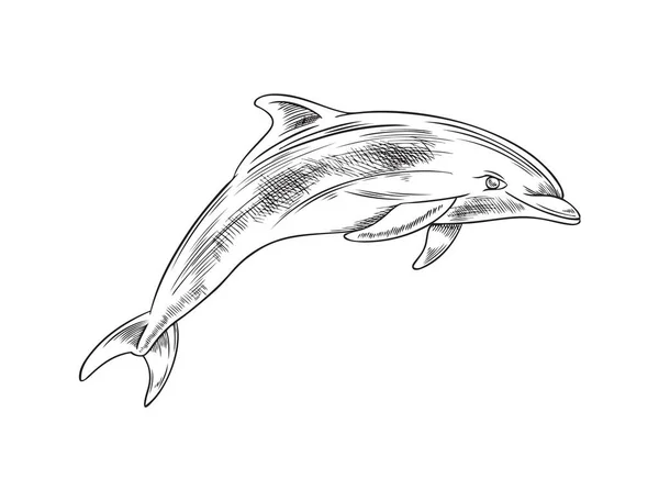 Dolphin Eller Val Havet Däggdjur Skiss Handritad Vektor Illustration Isolerad — Stock vektor