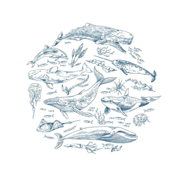 Set Hand Drawn Marine Mammals Plants Shape Sketch Style Vector — Stock Vector