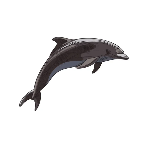 手绘色彩艳丽的海豚素描风格 在白色背景上孤立的矢量图解 海洋哺乳动物 可爱的雕刻野生动物 设计元素 — 图库矢量图片