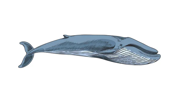 蓝鲸海洋哺乳动物 手绘草图矢量分离的白色背景 有雕刻纹理的海洋和海洋动物的彩色草图 — 图库矢量图片