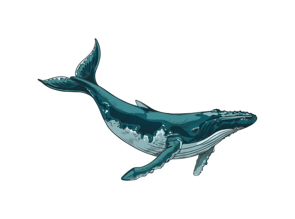 クジラの巨大な海や海の哺乳動物の手の白の背景に隔離されたヴィンテージスタイルのベクトルイラストを描きました クジラの大型水中哺乳類 — ストックベクタ