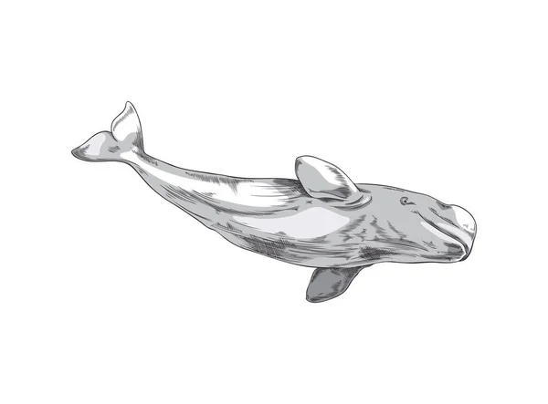 Cachalot Φυσητήρα Φάλαινα Θηλαστικό Υποβρύχιο Ζώο Χέρι Επέστησε Vintage Διανυσματική — Διανυσματικό Αρχείο