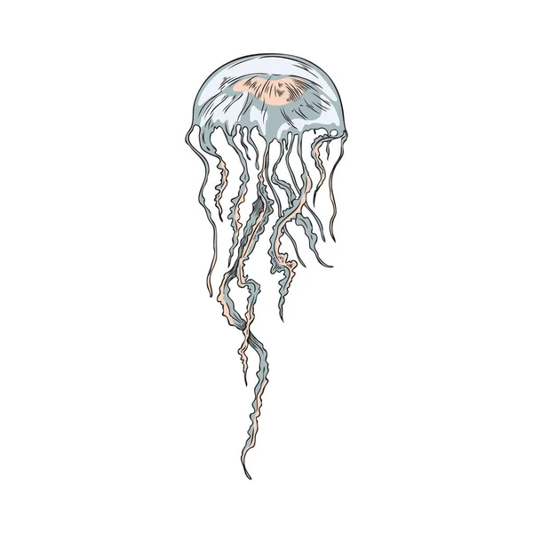 Medusas Mar Habitante Submarino Dibujado Mano Vintage Grabado Estilo Vector — Vector de stock