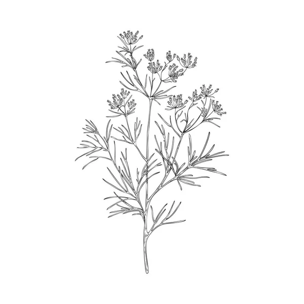 Cumin Branch Botanically Detailed Black White Vector Illustration Isolated White — Stock Vector