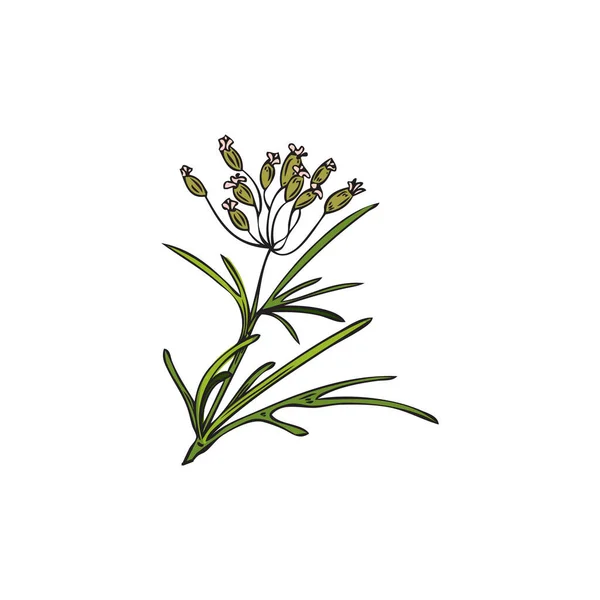 Handgezeichnete Bunte Kreuzkümmel Pflanze Mit Wachsenden Blumen Skizzenstil Vektorillustration Isoliert — Stockvektor