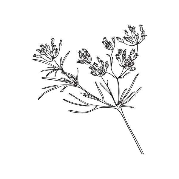 Kézzel Rajzolt Monokróm Kömény Növény Vázlat Stílus Vektor Illusztráció Elszigetelt — Stock Vector