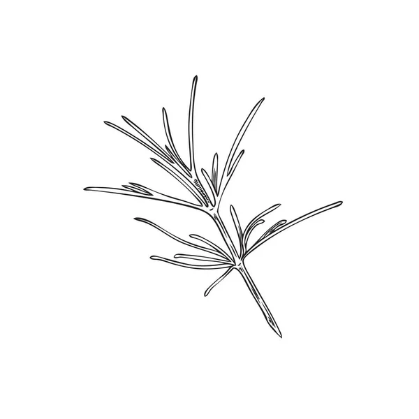 单根叶窄的黄瓜枝 手绘草图或雕刻向量图 在白色背景上孤立 姜黄素草本植物植物学上准确的图像 — 图库矢量图片