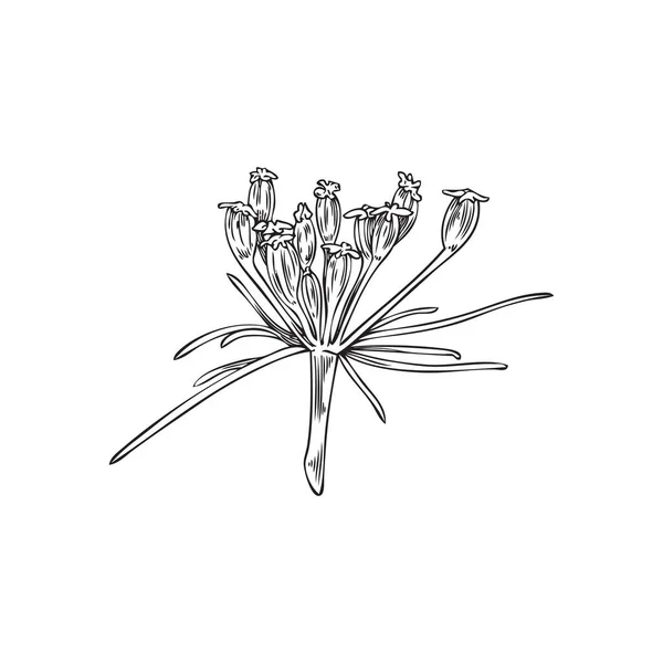 Ramoscello Cumino Monocromatico Disegnato Mano Con Crescente Piccolo Stile Schizzo — Vettoriale Stock