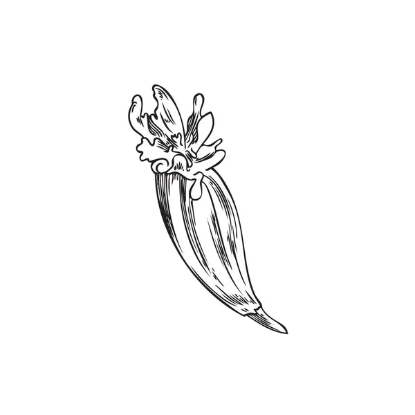 Kimyon Çiçeği Açan Kafa Çizimi Taslak Vektör Çizimi Beyaz Arka — Stok Vektör
