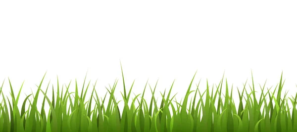Seamless Grass Border Lawn Realistic Vector Illustration White Background Summer — Stock Vector