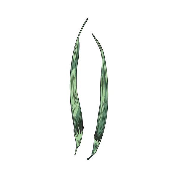 手描きのカラフルなフェヌグリークの植物のスケッチスタイル 白い背景に隔離されたベクトルイラスト 農村市場やカードの自然 デザイン要素 — ストックベクタ