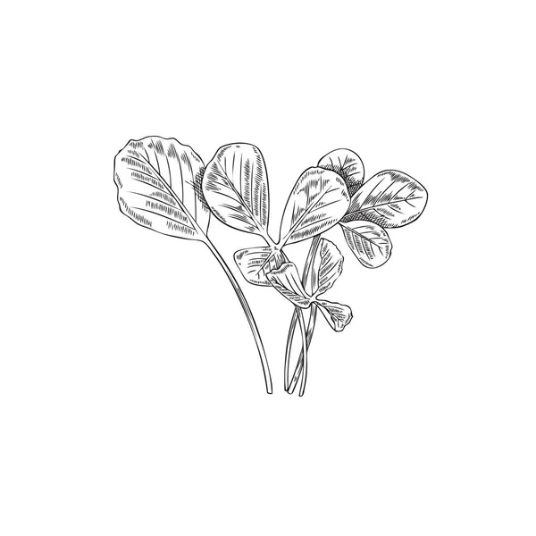 모노크롬 그리스 손으로 스케치 삽화는 배경에 분리되어 식감을 조각하는 식물학적 — 스톡 벡터