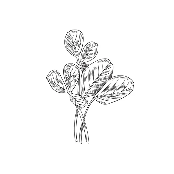 페누그레크는 나뭇잎에 손으로 형식의 모노크롬 삽화를 배경에 페누그레크 식물을 향미료로 — 스톡 벡터