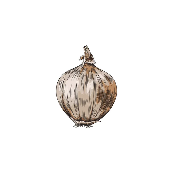 Bombilla Cebolla Colorido Bosquejo Dibujado Mano Grabado Estilo Vector Ilustración — Archivo Imágenes Vectoriales