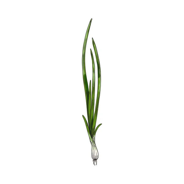 春のネギ長い茎や手描きの彫刻ベクトルイラスト白の背景に隔離された芽 包装用ネギ像 — ストックベクタ