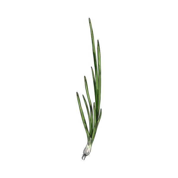 Hand Drawn Scallions Spring Onion Colored Sketch Vector Illustration Isolated — Stock Vector