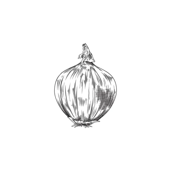 Monokrom Shallot Onion Gambaran Gambar Tangan Vektor Ilustrasi Terisolasi Pada - Stok Vektor